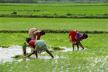 Workers in the rice fields near Madurai, Tamil Nadu state, India, Asia