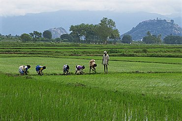 A line of people planting rice, working the rice fields near Madurai, Tamil Nadu, India, Asia