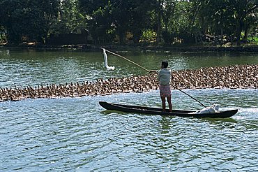 Man in a boat herds ducks from the water onto the rice fields for fattening, typical backwater scene, Kerala, India, Asia