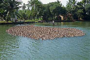 Typical backwater scene of ducks herded onto rice fields for fattening, Kerala state, India, Asia