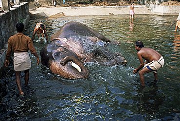 Punnathur Kotta Elephant Fort housing 50 elephants and financed by the temples, Kerala state, India, Asia