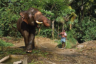 A mahoot with a single elephant, Punnathur Kotta Elephant Fort housing 50 elephants and financed by the temples, Kerala, India, Asia