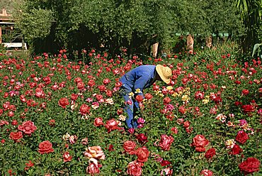 Famous rose gardens, La Rosarie Hotel, Ouirgane, Morocco, North Africa