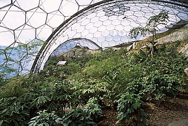 Biome interior, The Eden Project, near St. Austell, Cornwall, England, United Kingdom, Europe