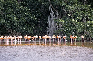 Flamingos, Celestun National Wildlife Refuge, Celestun, Yucatan, Mexico, North America