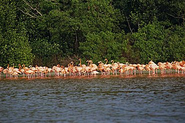 Flamingos, Celestun National Wildlife Refuge, Celestun, Yucatan, Mexico, North America