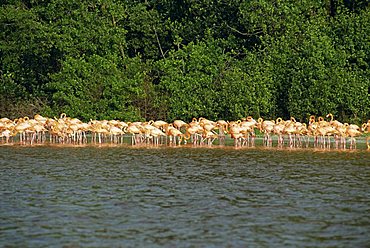 Flamingos, Celestun National Wildlife Regufe, Celestun, Yucatan, Mexico, North America