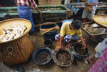 Fish market, Rantepao, Toraja area, Sulawesi, Indonesia, Southeast Asia, Asia