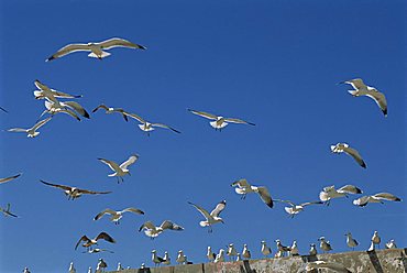 Sea gulls, Essaouira, Morocco, North Africa, Africa