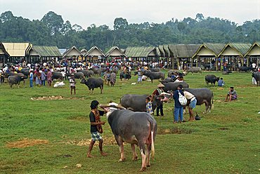 Water buffalo market, Rantepao, Toraja area, Sulawesi, Indonesia, Southeast Asia, Asia