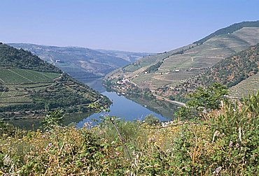 Vineyards near Pinhao, Douro region, Portugal, Europe