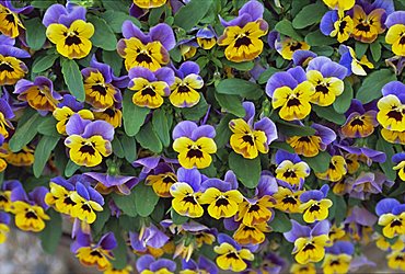 Viola flowers