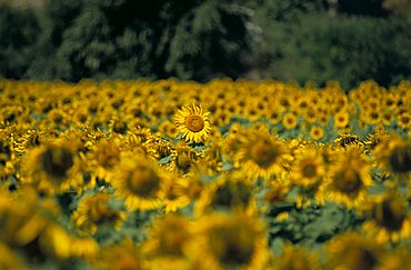 Field of sunflowers near Priene, Anatolia, Turkey, Asia Minor, Asia