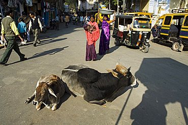 Holy cows on streets of Dungarpur, Rajasthan state, India, Asia