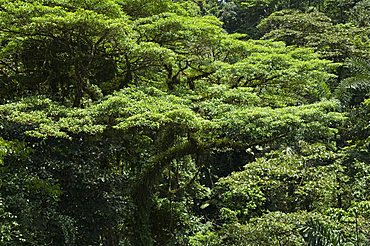 Rainforest vegitation, Hanging Bridges walk, Arenal, Costa Rica