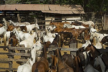 Horses, Hacienda Gauachipelin,near Rincon de la Vieja National Park, Gaunacaste, Costa Rica