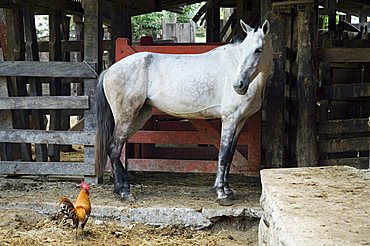 Horses, Hacienda Gauachipelin,near Rincon de la Vieja National Park, Gaunacaste, Costa Rica