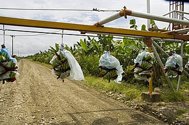 Transporting bananas from plantation, Costa Rica