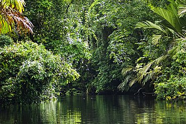 Tortuguero National Park,  Costa Rica