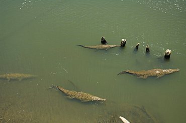 Crocodiles seen from the bridge over the River Tarcoles, near Puntarenas, Costa Rica, Central America