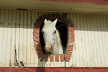 Horse in stables on way to Monteverde, Costa Rica, Central America