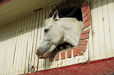 Horse in stables on way to Monteverde, Costa Rica, Central America