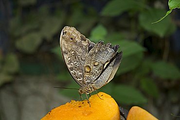 Owl Moth, Monteverde, Costa Rica, Central America