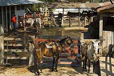 Horses, Hacienda Guachipelin, near Rincon de la Vieja National Park, Guanacaste, Costa Rica, Central America