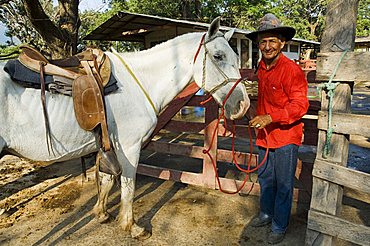 Horses, Hacienda Guachipelin, near Rincon de la Vieja National Park, Guanacaste, Costa Rica, Central America