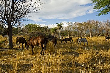 Farmland with horses grazing, Hacienda Guachipelin, near Rincon de la Vieja National Park, Guanacaste, Costa Rica, Central America