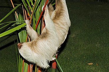 Sloth, Manuel Antonio, Costa Rica, Central America