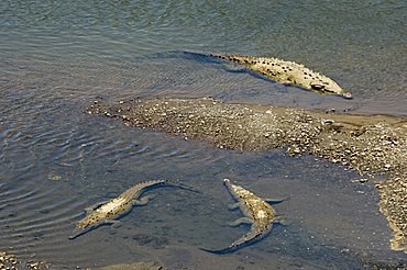 Crocodiles seen from the bridge over the River Tarcoles, near Puntarenas, Costa Rica, Central America