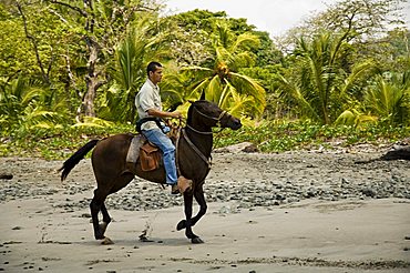 Horses on beach at Punta Islita, Nicoya Pennisula, Pacific Coast, Costa Rica, Central America