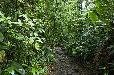 Vegetation in the rain forest, Tortuguero National Park, Costa Rica, Central America