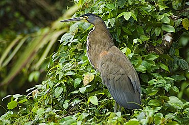 Tiger Heron, Tortuguero National Park, Costa Rica, Central America