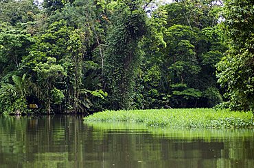 On the back waters at Tortuguero, Costa Rica, Central America