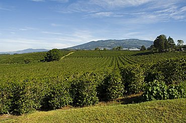 Coffee plantations on the slopes of the Poas Volcano, near San Jose, Costa Rica, Central America