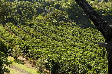 Coffee plantations on the slopes of the Poas Volcano, near San Jose, Costa Rica, Central America