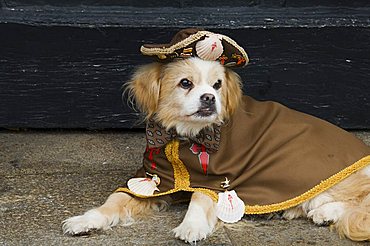 Pilgrim dog, Santiago de Compostela, Galicia, Spain, Europe