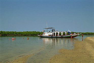 Tourist boat on backwaters near Banjul, Gambia, West Africa, Africa