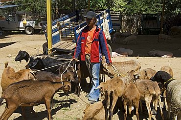 Livestock market, Zaachila, Oaxaca, Mexico, North America