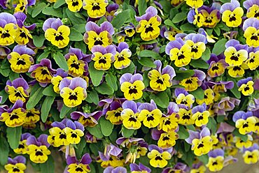 Pansies, Denmark, Scandinavia, Europe