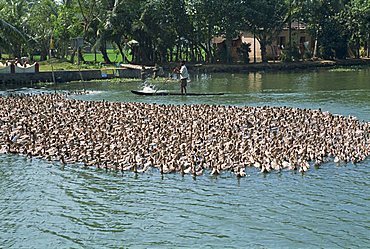 Ducks being herded on a backwater, Kerala state, India, Asia