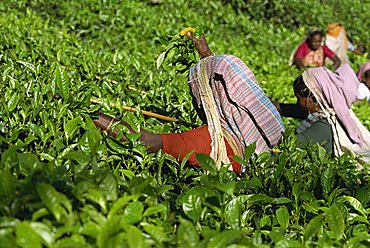 Tea pluckers on estate near Munnar, Kerala state, India, Asia