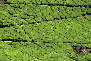 Tea estate near Munnar, Kerala state, India, Asia