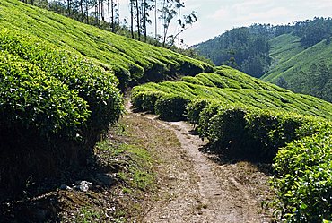 Tea estate near Munnar, Kerala state, India, Asia