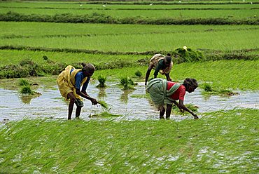 Planting rice, Kerala state, India, Asia