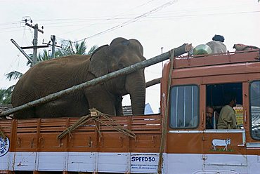 Elephant riding in back of truck, Kerala state, India, Asia