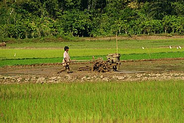 Ploughing paddy fields, Toraja area, Sulawesi, Indonesia, Southeast Asia, Asia