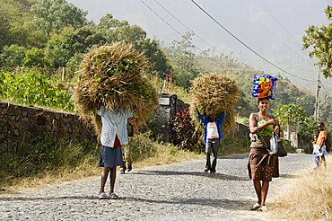 Tansporting animal feed, near Sao Jorge dos Orgaos Botanical Garden, Santiago, Cape Verde Islands, Africa